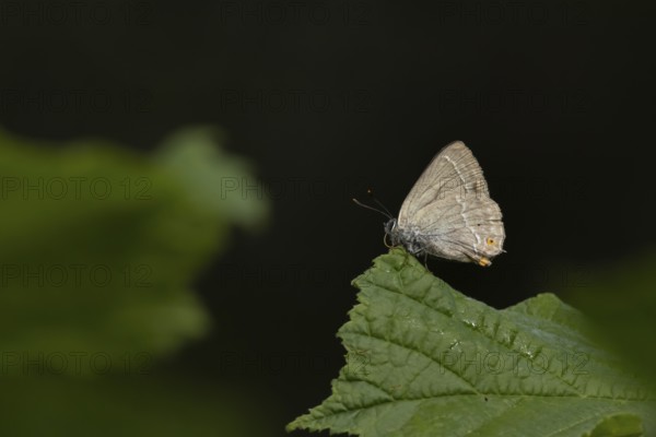 Purple hairstreak butterfly (Favonius quercus) adult insect on a Hazel tree leaf in a woodland in the summer, England, United Kingdom