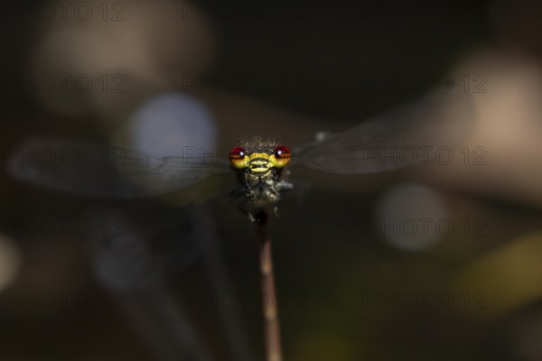 Large red damselfly (Pyrrhosoma nymphula) adult insect head portrait in the summer, England, United Kingdom