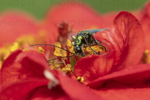Thick-legged flower beetle (Oedemera nobilis) adult insect feeding on a garden red Geum flower in summer, England, United Kingdom