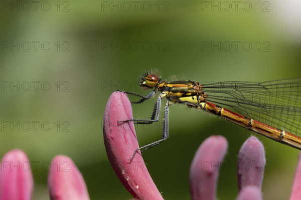 Large red damselfly (Pyrrhosoma nymphula) adult insect on a garden Clematis flower in the summer, England, United Kingdom