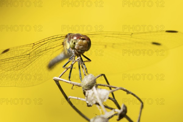 Common darter dragonfly (Sympetrum striolatum) adult insect on a plant seedhead in summer, England, United Kingdom