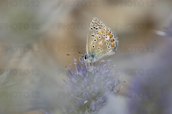 Common blue butterfly (Polyommatus icarus) adult insect feeding on Sea holly flowers in summer, England, United Kingdom
