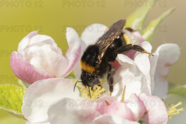 Buff tailed bumble bee (Bombus terrestris) adult insect on apple tree flowers in the springtime, England, United Kingdom