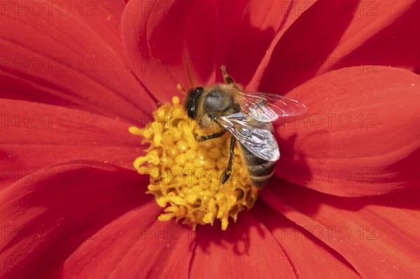 Honey bee (Apis mellifera) adult insect feeding on a garden Dahlia flower in the summer, England, United Kingdom