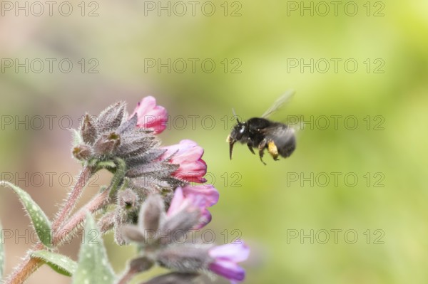 Ashy mining bee (Andrena cineraria) adult insect flying towards a garden flower, England, United Kingdom