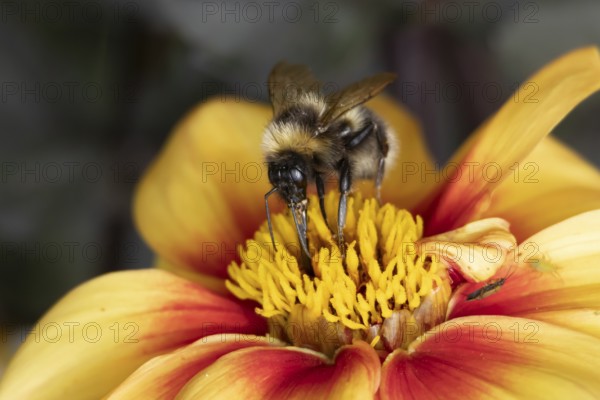 Common carder bumble bee (Bombus pascuorum) adult insect on a garden Dahlia flower in the summer, England, United Kingdom