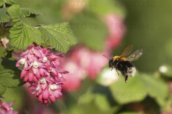 Garden bumble bee (Bombus hortorum) adult insect flying towards a garden flowering current flowers in the springtime, England, United Kingdom