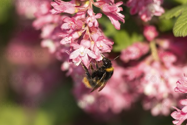 Buff tailed bumble bee (Bombus terrestris) adult insect feeding on garden flowering current flowers in the springtime, England, United Kingdom