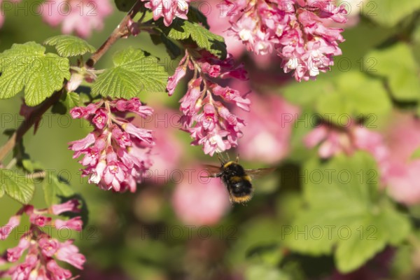 Buff tailed bumble bee (Bombus terrestris) adult insect flying towards garden flowering current flowers in the springtime, England, United Kingdom