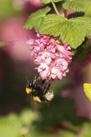 Garden bumble bee (Bombus hortorum) adult insect feeding on garden flowering current flowers in the springtime, England, United Kingdom