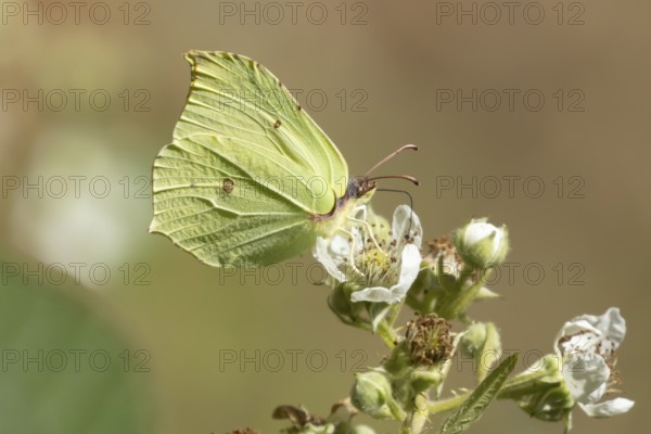 Brimstone butterfly (Gonepteryx rhamni) adult male insect feeding on a Bramble flower in the summer, England, United Kingdom