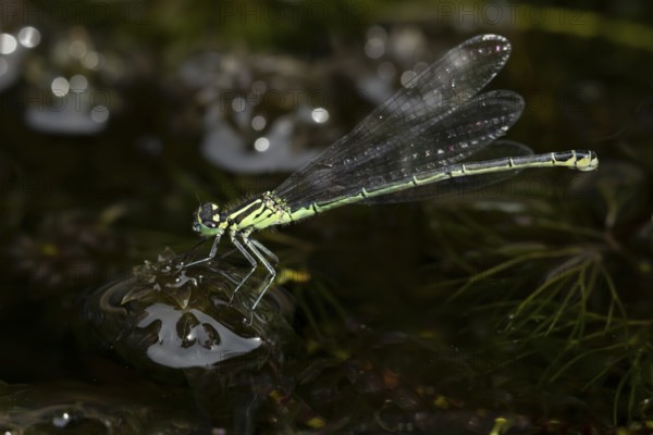 Blue tailed damselfly (Ischnura elegans) adult insect on a garden pond in the summer, England, United Kingdom