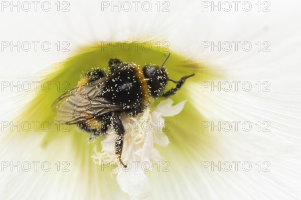 Buff tailed bumble bee (Bombus terrestris) adult insect on a garden Hollyhock flower in the summer, England, United Kingdom