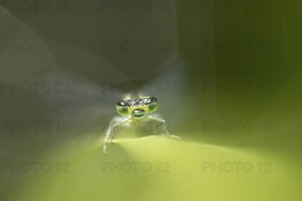 Blue tailed damselfly (Ischnura elegans) adult insect on a reed plant stem in the summer, England, United Kingdom