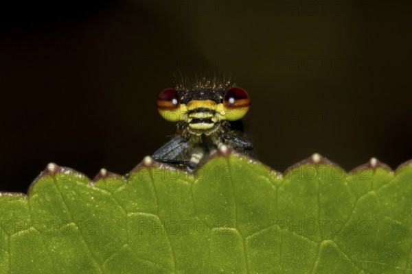 Large red damselfly (Pyrrhosoma nymphula) adult insect on a garden plant leaf in the summer, England, United Kingdom