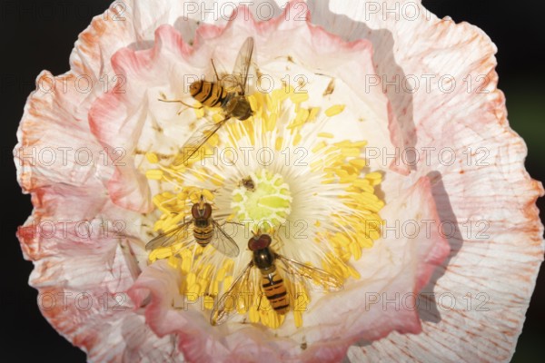 Common hoverfly (Eupeodes corollae) three adult insects on a garden poppy flower in the summer, England, United Kingdom