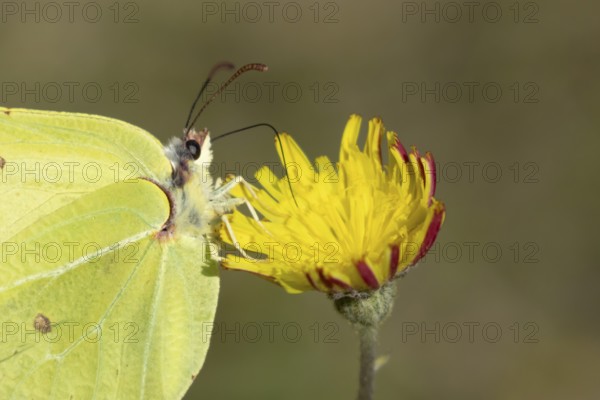 Brimstone butterfly (Gonepteryx rhamni) adult male insect feeding on a Hawksbit flower in the summer, England, United Kingdom