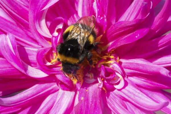 Buff tailed bumble bee (Bombus terrestris) adult insect feeding on a garden Dahlia flower in the summer, England, United Kingdom