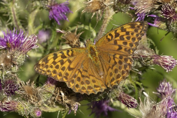 Silver-washed fritillary butterfly (Argynnis paphia) adult insect on a Thistle flower in the summer, England, United Kingdom