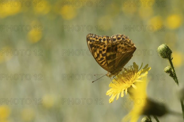 Silver-washed fritillary butterfly (Argynnis paphia) adult insect on a Hawksbit flower in the summer, England, United Kingdom