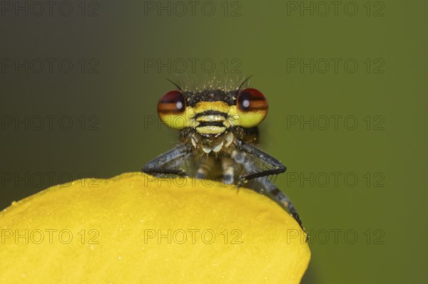 Large red damselfly (Pyrrhosoma nymphula) adult insect on a garden yellow Kingcup pond plant flower in the summer, England, United Kingdom
