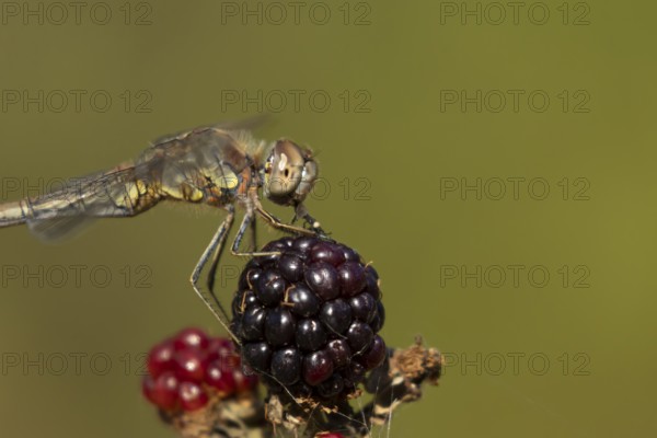 Common darter dragonfly (Sympetrum striolatum) adult insect feeding on a fly while resting on blackberries fruit in the summer, England, United Kingdom