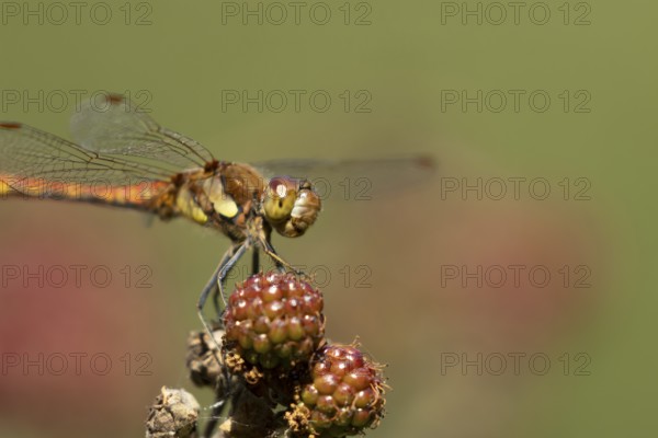 Common darter dragonfly (Sympetrum striolatum) adult insect resting on blackberries fruit in the summer, England, United Kingdom