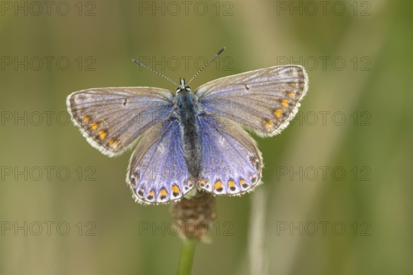 Common blue butterfly (Polyommatus icarus) adult insect resting on a grass stem in the summer, England, United Kingdom