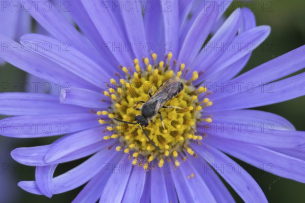 Yellow faced bee (Hylaeus spp.) adult insect on a garden Aster flower in the summer, England, United Kingdom