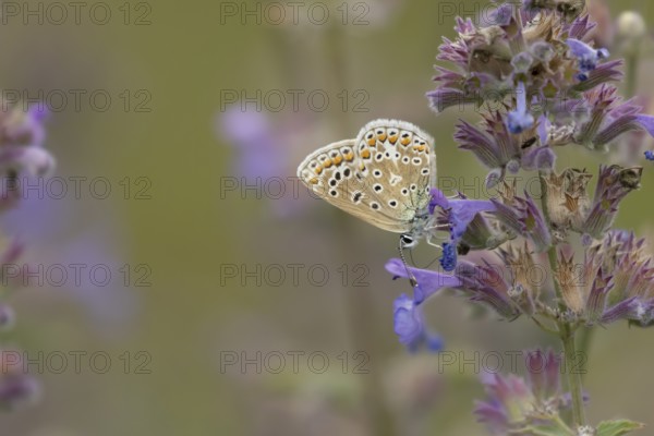 Common blue butterfly (Polyommatus icarus) adult insect feeding on garden Catmint flowers in the summer, England, United Kingdom