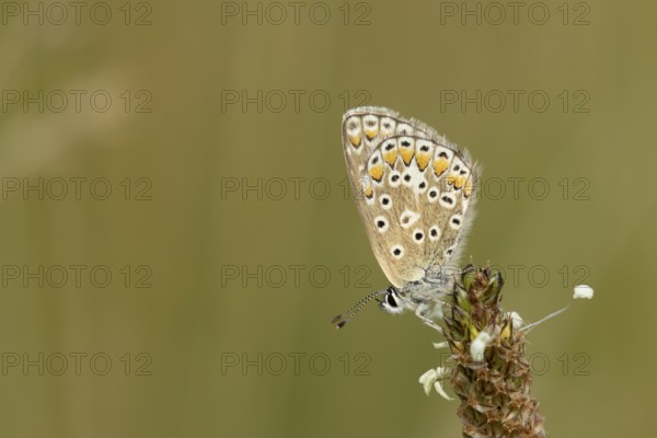 Common blue butterfly (Polyommatus icarus) adult insect resting on a Ribwort plantain flower in the summer, England, United Kingdom