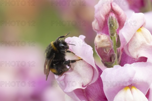 Buff tailed bumble bee (Bombus terrestris) adult insect feeding on garden Snapdragon flowers in the summer, England, United Kingdom