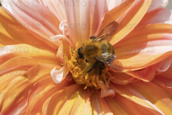 Common carder bumble bee (Bombus pascuorum) adult insect feeding on a garden Dahlia flower in the summer, England, United Kingdom