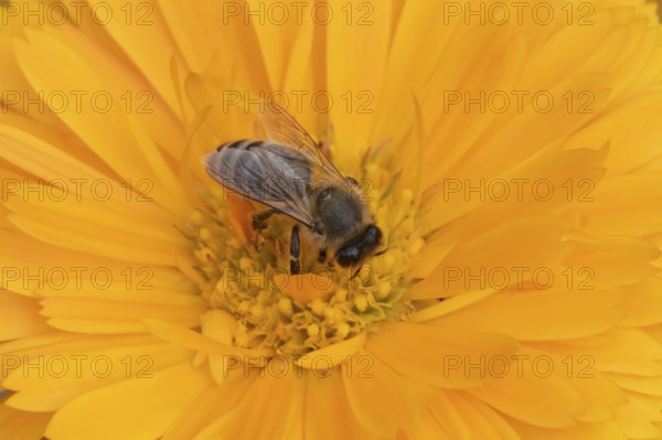 Honey bee (Apis mellifera) adult insect feeding on an orange garden pot marigold flower in the summer, England, United Kingdom