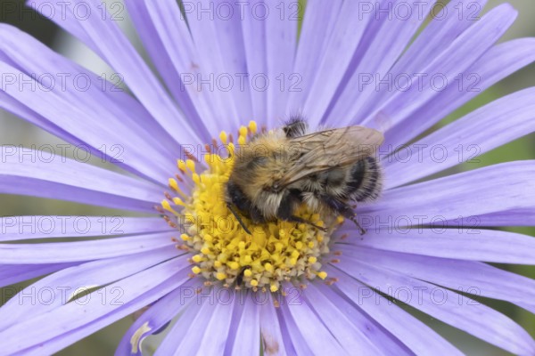 Common carder bumble bee (Bombus pascuorum) adult insect feeding on garden Aster flowers in the summer, England, United Kingdom