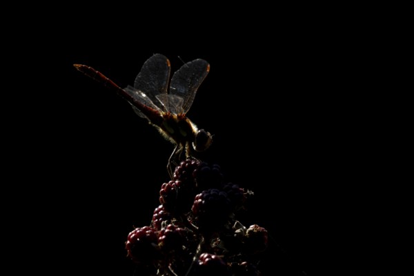 Common darter dragonfly (Sympetrum striolatum) adult insect backlit resting on blackberry fruits in the summer, England, United Kingdom
