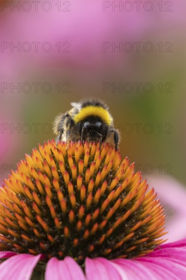 Buff tailed bumblebee (Bombus terrestris) adult insect feeding on garden purple Coneflower (Echinacea purpurea) flowers in the summer, England, United Kingdom