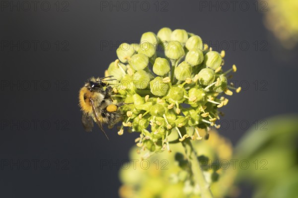Common carder bumble bee (Bombus pascuorum) adult insect feeding on Ivy flowers in the summer, England, United Kingdom