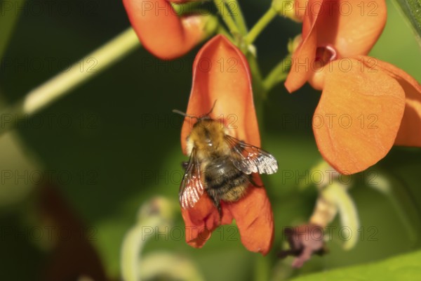 Common carder bumble bee (Bombus pascuorum) adult insect feeding on runner bean garden vegetable flowers in the summer, England, United Kingdom