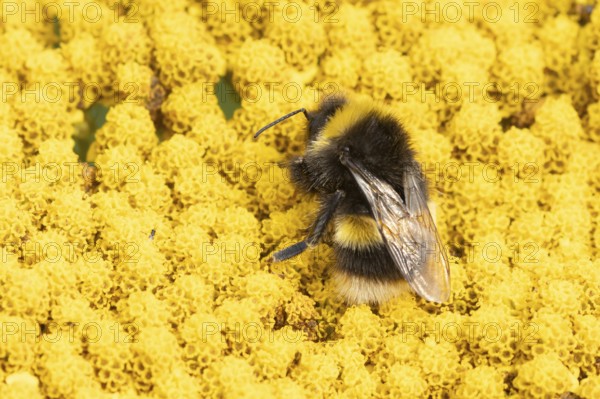 Buff tailed bumble bee (Bombus terrestris) adult insect feeding on yellow garden flowers in the summer, England, United Kingdom