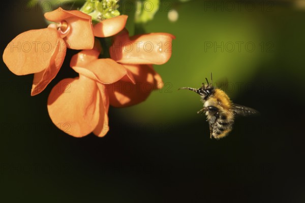 Common carder bumble bee (Bombus pascuorum) adult insect flying towards runner bean garden vegetable flowers in the summer, England, United Kingdom