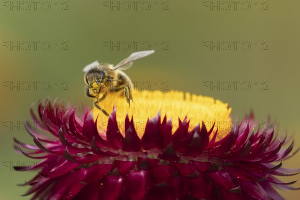 Honey bee (Apis mellifera) adult insect feeding on a garden Strawflower flower in the summer, England, United Kingdom
