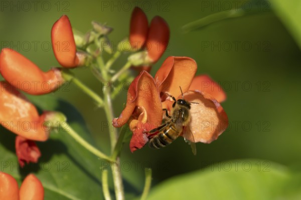 Honey bee (Apis mellifera) adult insect feeding on garden runner bean vegetable flowers in the summer, England, United Kingdom