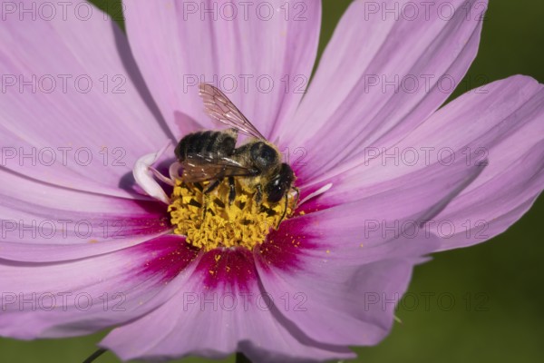 Leafcutter bee (Megachile spp.) adult insect on a garden Cosmos flower in the summer, England, United Kingdom
