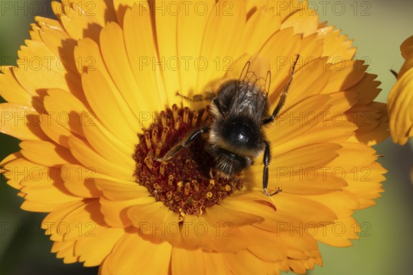 Buff tailed bumble bee (Bombus terrestris) adult insect feeding on an orange garden pot marigold flower in the summer, England, United Kingdom