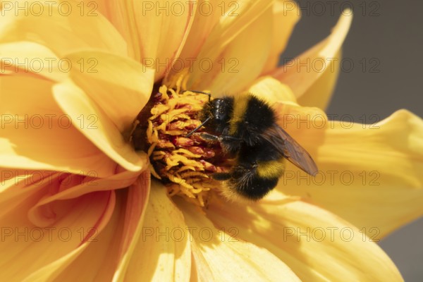 Buff tailed bumble bee (Bombus terrestris) adult insect feeding on a garden Dahlia flower in the summer, England, United Kingdom