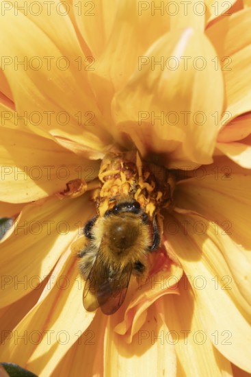 Common carder bumble bee (Bombus pascuorum) adult insect feeding on a garden Dahlia flower in the summer, England, United Kingdom