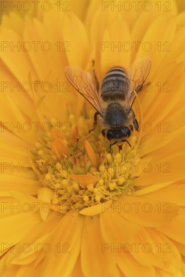 Honey bee (Apis mellifera) adult insect feeding on an orange garden pot marigold flower in the summer, England, United Kingdom
