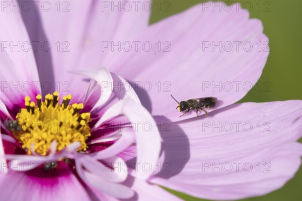 Yellow faced bee (Hylaeus spp.) adult insect on a garden Cosmos flower in the summer, England, United Kingdom