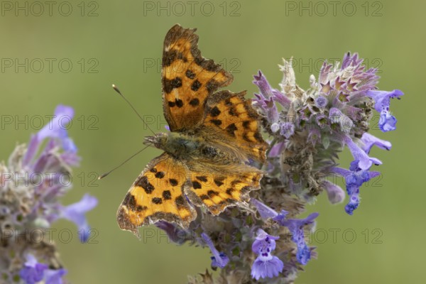 Comma butterfly (Polygonia c-album) adult insect feeding on garden Catmint flowers in the summer, England, United Kingdom